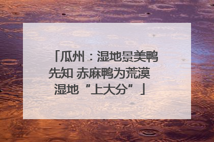 瓜州：湿地景美鸭先知 赤麻鸭为荒漠湿地“上大分”