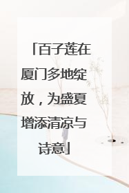 百子莲在厦门多地绽放，为盛夏增添清凉与诗意