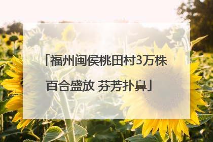 福州闽侯桃田村3万株百合盛放 芬芳扑鼻