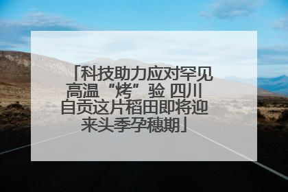 科技助力应对罕见高温“烤”验 四川自贡这片稻田即将迎来头季孕穗期