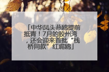 中华凤头燕鸥提前抵青！7月的胶州湾，还会迎来首批“栈桥同款”红嘴鸥