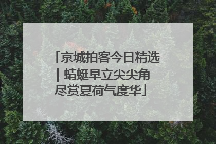 京城拍客今日精选｜蜻蜓早立尖尖角 尽赏夏荷气度华
