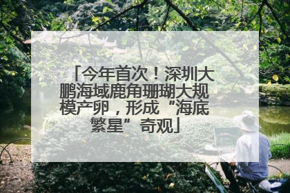 今年首次！深圳大鹏海域鹿角珊瑚大规模产卵，形成“海底繁星”奇观