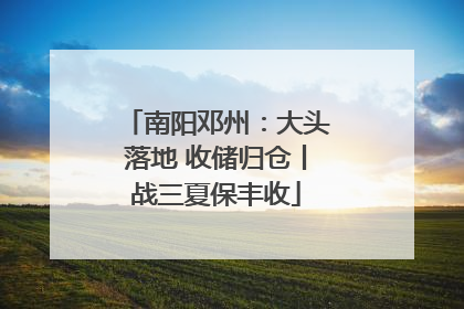 南阳邓州：大头落地 收储归仓丨战三夏保丰收