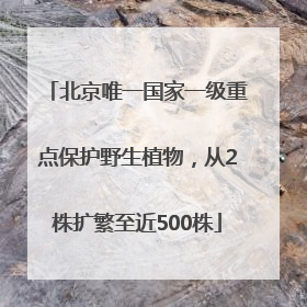 北京唯一国家一级重点保护野生植物，从2株扩繁至近500株