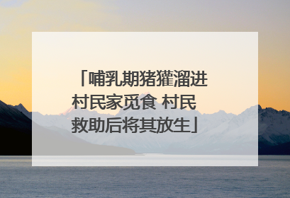 哺乳期猪獾溜进村民家觅食 村民救助后将其放生