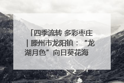 四季流转 多彩枣庄｜滕州市龙阳镇：“龙湖月色”向日葵花海 绘就乡村振兴新画卷