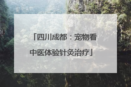 四川成都：宠物看中医体验针灸治疗