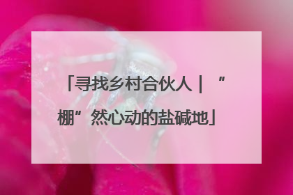 寻找乡村合伙人｜“棚”然心动的盐碱地