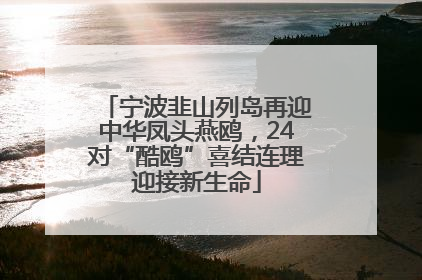 宁波韭山列岛再迎中华凤头燕鸥，24对“酷鸥”喜结连理迎接新生命