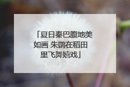 夏日秦巴腹地美如画 朱鹮在稻田里飞舞嬉戏