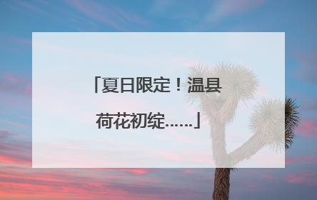 夏日限定！温县荷花初绽……