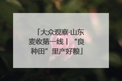 大众观察·山东麦收第一线丨“良种田”里产好粮
