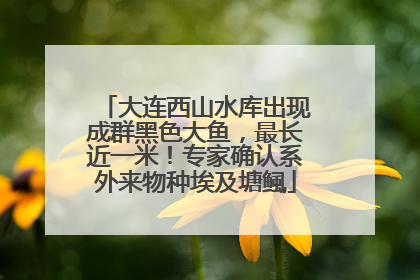 大连西山水库出现成群黑色大鱼，最长近一米！专家确认系外来物种埃及塘鲺