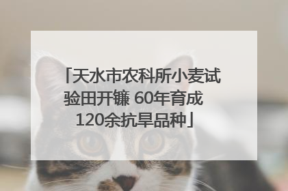 天水市农科所小麦试验田开镰 60年育成120余抗旱品种