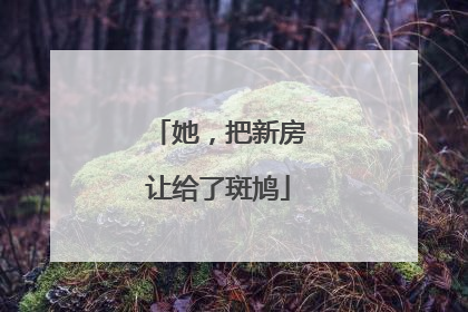 她，把新房让给了斑鸠