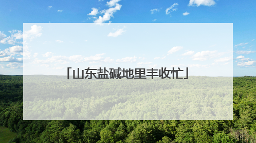 山东盐碱地里丰收忙