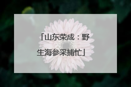 山东荣成：野生海参采捕忙