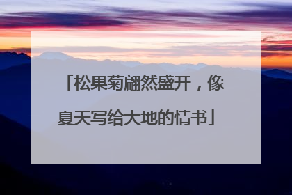 松果菊翩然盛开，像夏天写给大地的情书