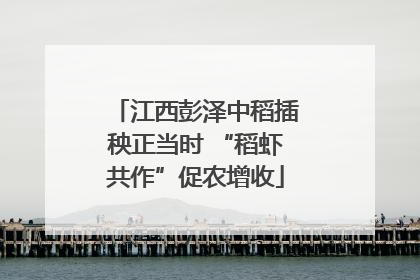 江西彭泽中稻插秧正当时 “稻虾共作”促农增收