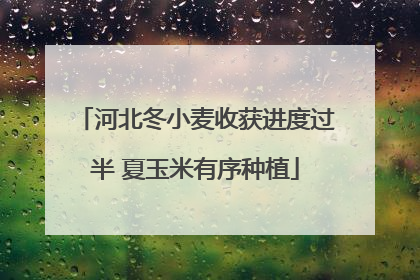 河北冬小麦收获进度过半 夏玉米有序种植