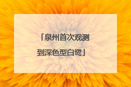 泉州首次观测到深色型白鹭