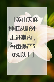 英山天麻种植从野外走进室内，每亩提产50%以上