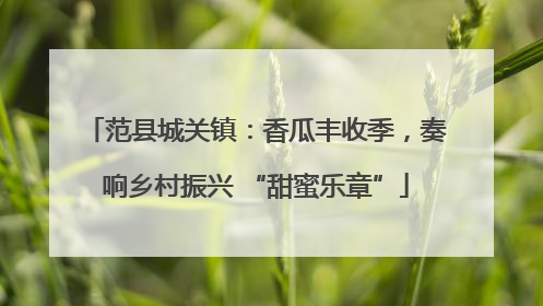范县城关镇：香瓜丰收季，奏响乡村振兴 “甜蜜乐章”