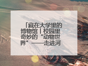 藏在大学里的博物馆丨校园里奇妙的“动物世界”——走进河北大学博物馆