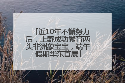 近10年不懈努力后，上野成功繁育两头非洲象宝宝，端午假期华东首展
