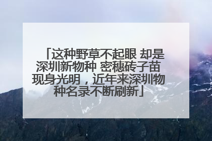 这种野草不起眼 却是深圳新物种 密穗砖子苗现身光明，近年来深圳物种名录不断刷新