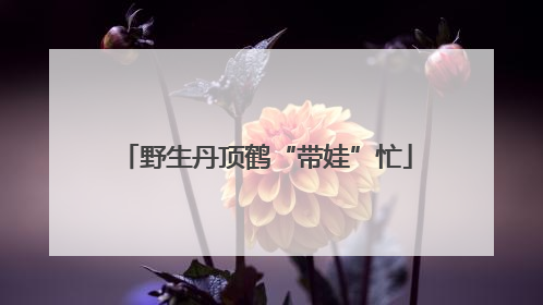野生丹顶鹤“带娃”忙