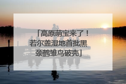 高原萌宝来了！若尔盖湿地首批黑颈鹤雏鸟破壳