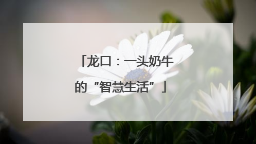 龙口：一头奶牛的“智慧生活”