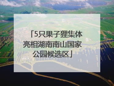 5只果子狸集体亮相湖南南山国家公园候选区